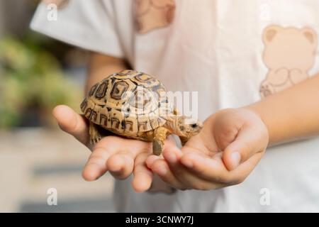 Plan d'un garçon asiatique jouant avec une tortue dans le jardin à la maison. Bébé tortue. Un garçon joue à la tortue. Enfants avec concept d'animal de compagnie. Banque D'Images