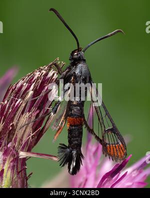 Teigne à pointe rouge (Synanthedon formicaeformis) perchée sur chardon. Tipperary, Irlande Banque D'Images