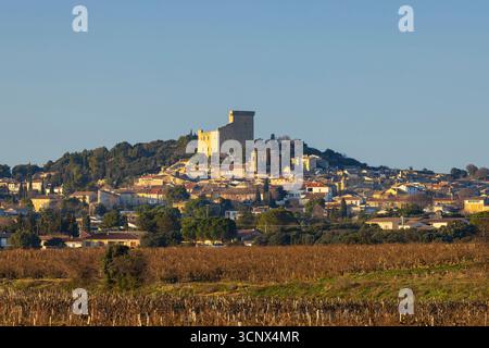 Vignoble typique avec des pierres près de Châteauneuf-du-Pape, Côtes du Rhône, France Banque D'Images