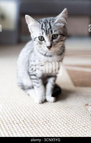 Un charmant chaton gris aux rayures saisissantes est assis attentivement sur un tapis chaleureux et texturé dans un cadre confortable. Ses yeux curieux et sa fourrure douce le font Banque D'Images
