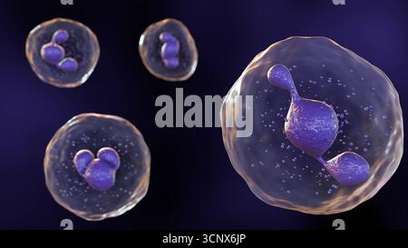 Modèle d'illustration 3D d'un neutrophile , le type le plus abondant de globules blancs et un acteur clé de la réponse immunitaire innée Banque D'Images