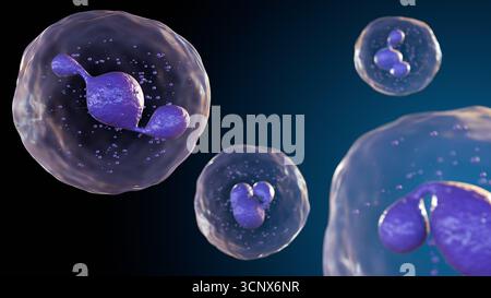 Modèle d'illustration 3D d'un neutrophile , le type le plus abondant de globules blancs et un acteur clé de la réponse immunitaire innée Banque D'Images