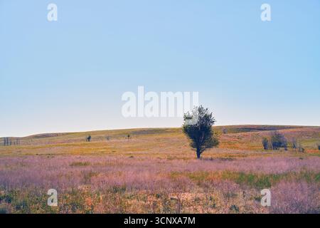 Un paisible pré d'été s'étend sous un ciel bleu clair, avec un arbre solitaire debout majestueusement. Le vaste champ révèle un mélange harmonieux de c Banque D'Images