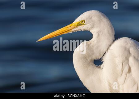 Grande aigrette blanche, Ardea alba, Cananeia, Brésil Banque D'Images