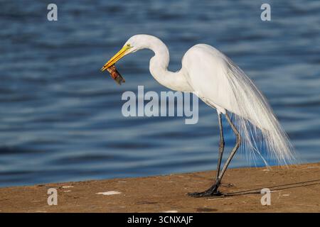 Grande aigrette blanche avec prise, Ardea alba, Cananeia, Brésil Banque D'Images