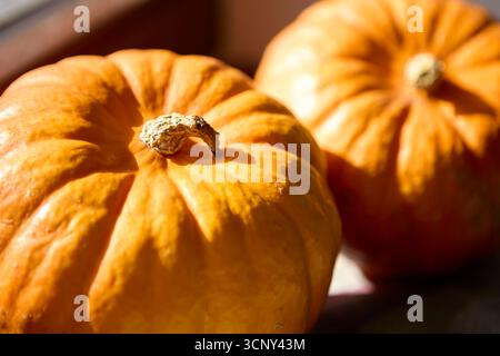 Vue détaillée de la citrouille dans la lumière naturelle chaude sur le rebord de la fenêtre. La nature morte saisonnière capture l'essence de l'automne et l'intérieur confortable d'Halloween. Banque D'Images