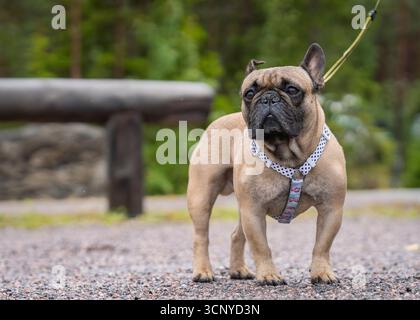 Fawn bouledogue français debout sur un sentier de randonnée. Portrait d'un bouledogue français marchant sur le sentier. Fawn bouledogue français en promenade à l'extérieur. Banque D'Images