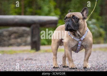 Fawn bouledogue français debout sur un sentier de randonnée. Portrait d'un bouledogue français marchant sur le sentier. Fawn bouledogue français en promenade à l'extérieur. Banque D'Images
