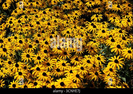 Rudbeckia Sullivantii Goldsturm, Asteraceae. Fleurs jaunes dorées. Banque D'Images