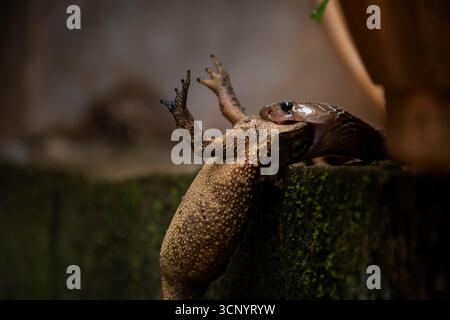 Un serpent dévorant un crapaud dans une exposition dramatique de comportement de prédateur et de proie, photographié dans un environnement naturel au Sri Lanka. Cette faune rare Banque D'Images