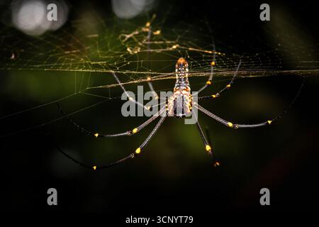 Une géométrie de chasseur. Une araignée Golden Orb Weaver vive attend patiemment au centre de sa grande toile orbe complexe. Capturé dans le bas Banque D'Images