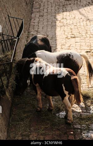 Deux poneys, un noir et un blanc-brun, mangeant du foin dans une mangeoire le long d'un chemin pavé dans le zoo de Belgrade. Banque D'Images