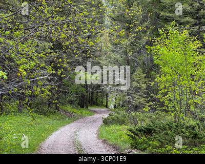 Un chemin de terre paisible courbe à travers une forêt verdoyante dans le Montana, entouré de grands arbres et de feuillages printaniers frais. Banque D'Images