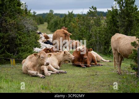 Bovins de boucherie ruminant sur un pâturage côtier. Vaches blondes d'aquitaine dans une prairie herbeuse verte. Une vache blonde d'Aquitaine reposant au premier plan. Banque D'Images