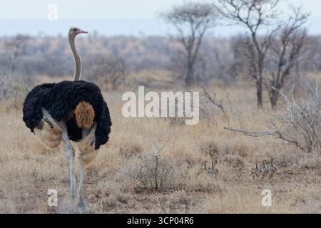 Autruches sud-africaines (Struthio camelus australis), mâle adulte marchant avec un groupe de plusieurs poussins, savane, Parc national Kruger, Afrique du Sud, Banque D'Images