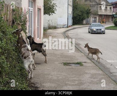 Bosnie-Herzégovine, Drvar (Mun.), Drvar (Titov Drvar) : rue Maršal Tito ('Ulica Maršala Tita') Banque D'Images