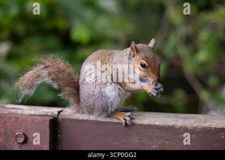 Écureuil curieux perché sur un rail en bois mangeant des noix dans un cadre de jardin verdoyant pendant la journée ensoleillée. Un écureuil est assis sur une balustrade en bois dans un parc, grignotant Banque D'Images