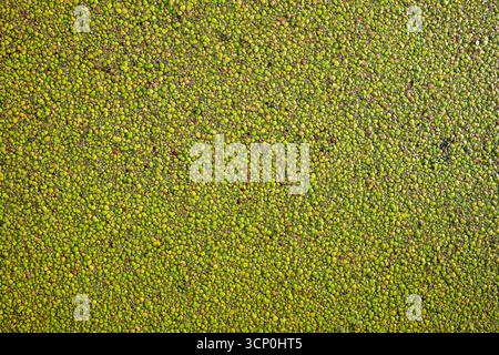 Les canards ou lentilles d'eau recouvrant toute la surface d'un canal urbain. Haut en bas, gros plan, pas de gens Banque D'Images