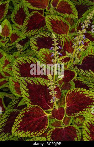 Superbes motifs naturels de Coleus Scutellaroides 'Red Dwarf'. Gros plan sur le portrait de plante à fleurs. coloré, textures, équilibre, espace négatif, audacieux Banque D'Images