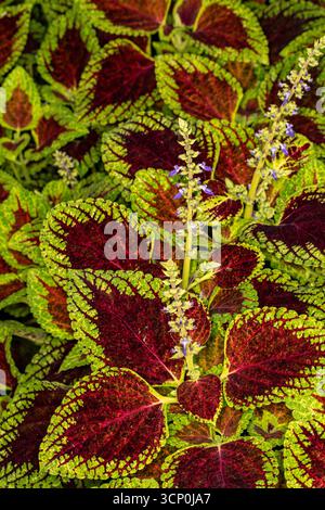 Superbes motifs naturels de Coleus Scutellaroides 'Red Dwarf'. Gros plan sur le portrait de plante à fleurs. coloré, textures, équilibre, espace négatif, audacieux Banque D'Images