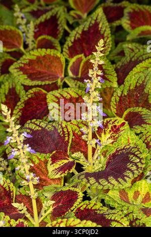 Superbes motifs naturels de Coleus Scutellaroides 'Red Dwarf'. Gros plan sur le portrait de plante à fleurs. coloré, textures, équilibre, espace négatif, audacieux Banque D'Images