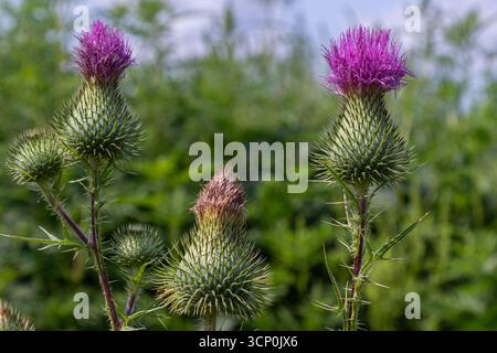 Cirsium vulgare communément appelé chardon de lance affiche ses fleurs violettes frappantes parmi le cadre naturel du feuillage vert pendant la saison chaude thrivi Banque D'Images