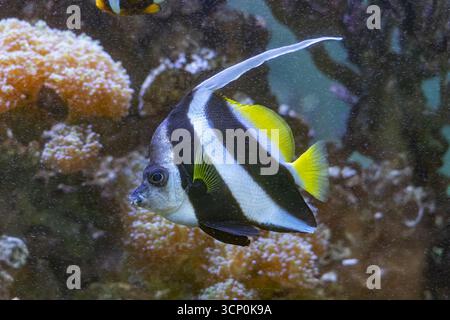 Le corallien fanion (Heniochus acuminatus) - palmier, lièvre de récif ou coachman, poisson de la famille des Chaetodontidae, originaire des Indo- Banque D'Images