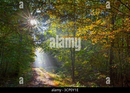 Chemin forestier et rayons de soleil qui brillent à travers le feuillage dans les bois caduques avec des hêtres européens aux couleurs automnales Banque D'Images