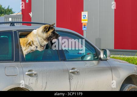 Deux chiens sont assis dans une voiture garée, regardant par la fenêtre en attendant que leur propriétaire revienne du magasin Banque D'Images