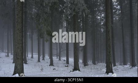 Forêt dense d'énormes sapins enveloppés de brume. Sol enneigé. Montagnes des Carpates de Transylvanie. Banque D'Images