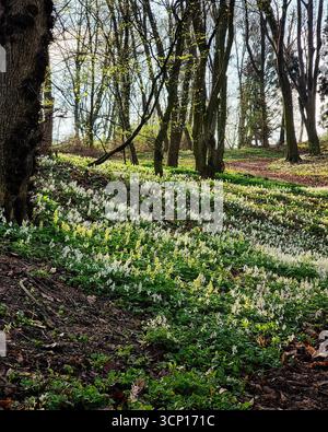 Matin dans la forêt de printemps. Colline couverte d'herbe verte et de fleurs blanches de corydalis au soleil, silhouettes d'arbres en arrière-plan. Banque D'Images