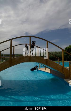 Black Doberman debout sur un pont en bois et chien noir et blanc rafraîchissant dans l'eau de la piscine, animaux de compagnie ludiques jouissant à l'extérieur sur une journée d'été lumineuse Banque D'Images