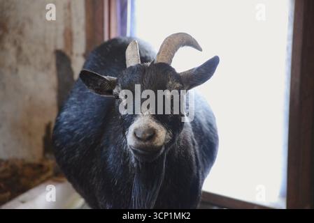 Goat Aalborg Zoo Danemark Banque D'Images