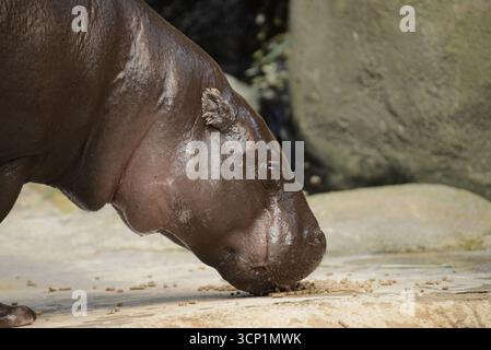 Pygmée Hippopotamus Aalborg Zoo Danemark Banque D'Images