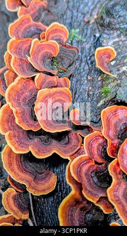 Des champignons vibrants de couleur automnale poussent sur une souche d'arbre moussue dans une forêt, mettant en valeur la beauté des champignons d'automne et des textures boisées. Banque D'Images