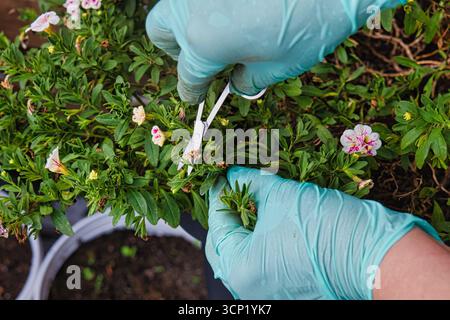 Mains élaguant les fleurs avec des ciseaux et des gants de jardinage, soin saisonnier des plantes et entretien du jardin à la maison Banque D'Images