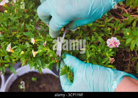 Mains élaguant les fleurs avec des ciseaux et des gants de jardinage, soin saisonnier des plantes et entretien du jardin à la maison Banque D'Images