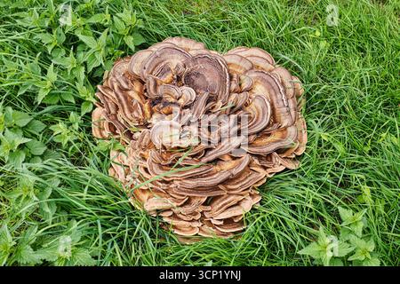 Grappe de champignons sauvages poussant sur un champ d'herbe verte avec feuillage naturel Banque D'Images