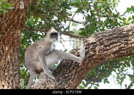 Un langur gris assis sur une grande branche d'un arbre et regardant vers la caméra. Banque D'Images