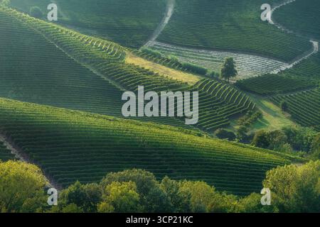 Vue aérienne de vignobles en terrasses créant des motifs géométriques sur des collines ondulantes au coucher du soleil dans la région viticole des Langhe près de Neive et Barbaresco, Piémont Banque D'Images