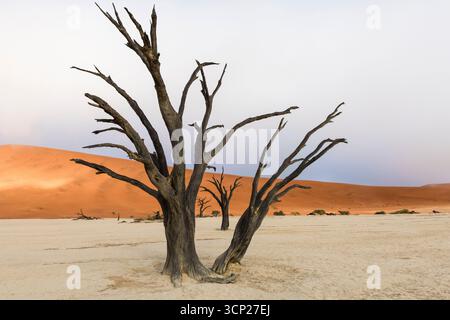 Arbres morts de Deadvlei et dunes oranges Banque D'Images