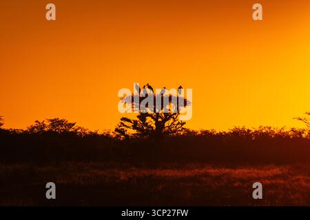 Ombres de cigogne marabou sur un arbre dans le ciel du coucher du soleil Banque D'Images