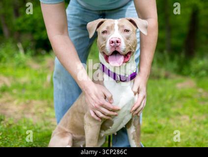 Une personne heureuse de flatter un pit-bull terrier dog Banque D'Images