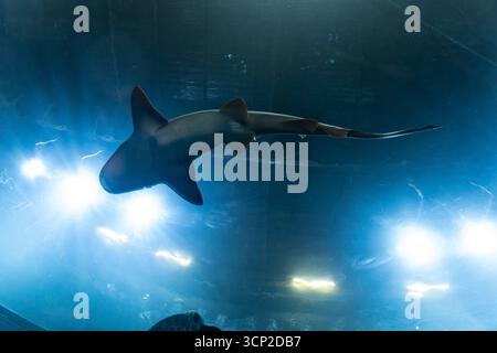 Requin nageant gracieusement à travers l'eau bleue claire à l'intérieur d'un grand aquarium public, avec des rayons lumineux filtrant vers le haut créant refl Banque D'Images