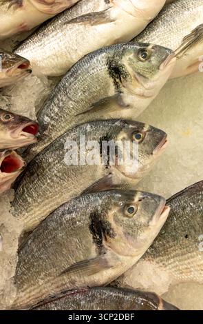 Du poisson de dorade fraîchement pêché, exposé sur un lit de glace pilée, prêt à être vendu sur un comptoir de marché de fruits de mer, symbolisant les prises fraîches et la guérison Banque D'Images