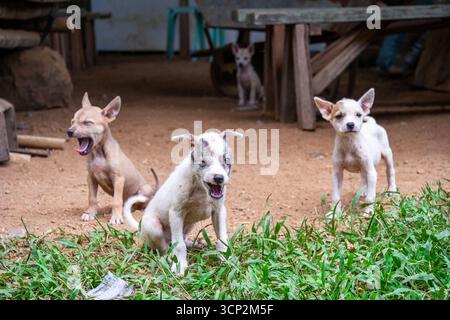 Local aspin puppies, une race de chiens philippins originaire de Cavite, Philippines Banque D'Images