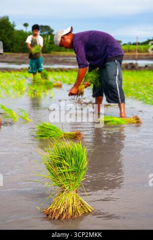 Les riziculteurs plantent des plants de riz dans une rizière à Tarlac, Philippines Banque D'Images