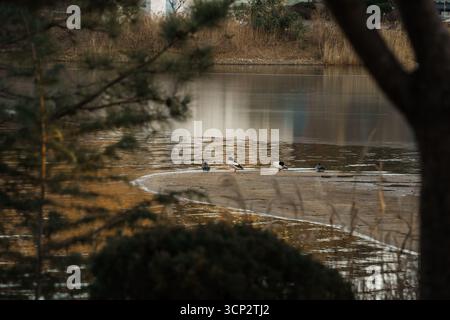 La sauvagine repose sur un banc de sable au lac Yeongrang, Sokcho, avec des ondulations, des roseaux et une forêt de pins foncés brillants dans la lumière dorée du soir. Banque D'Images