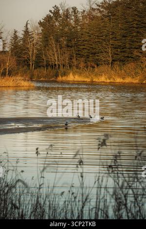 La sauvagine repose sur un banc de sable au lac Yeongrang, Sokcho, avec des ondulations, des roseaux et une forêt de pins foncés brillants dans la lumière dorée du soir. Banque D'Images