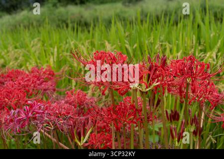 Un gros plan du cluster amaryllis, connu sous le nom de higanbana, avec des rizières luxuriantes en arrière-plan, représentant l'automne dans la campagne japonaise. Banque D'Images